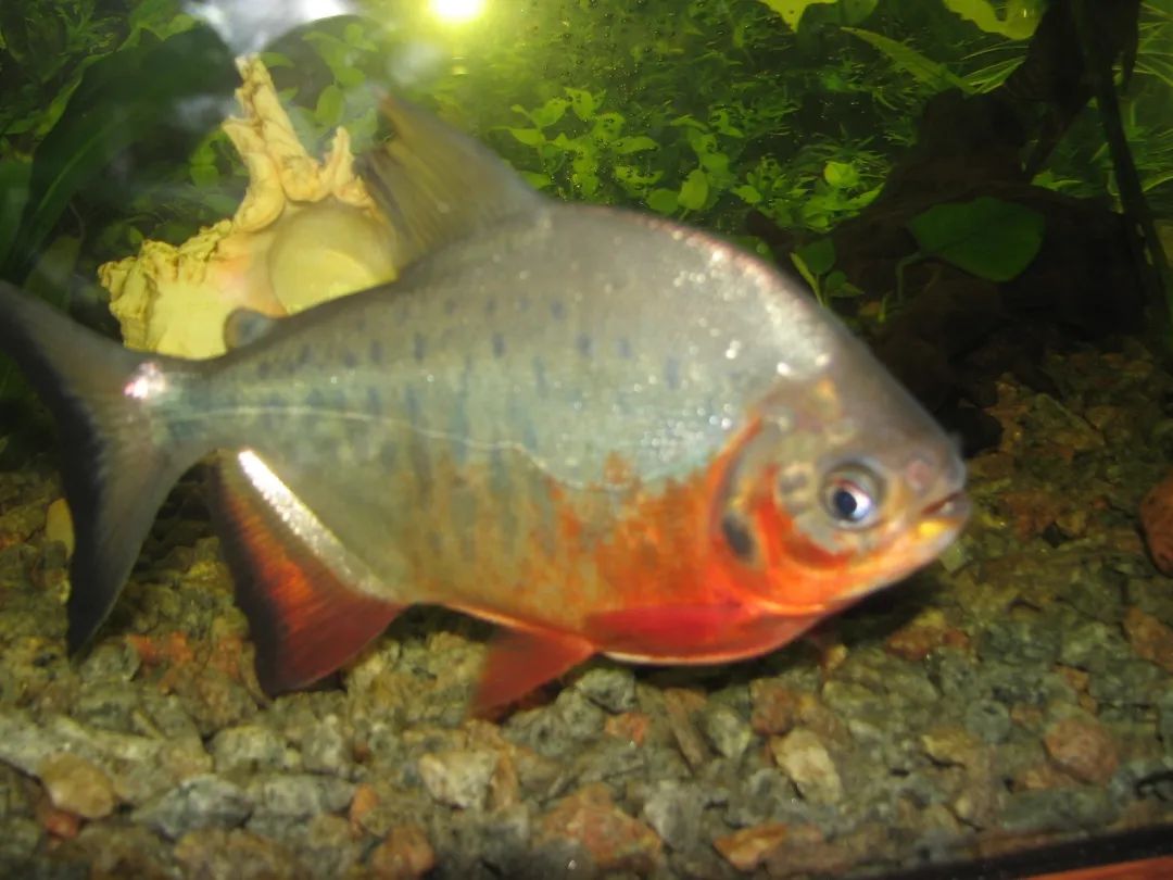 水族美食图片_美食水手图片_美食水族图片高清